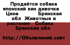 Продаётся собака японский хин девочка  › Цена ­ 6 000 - Брянская обл. Животные и растения » Собаки   . Брянская обл.